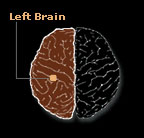 leftbrain.jpg (10817 bytes)